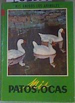 Mis Patos y Mis Ocas | 161136 | Noel Clarasó - traducción